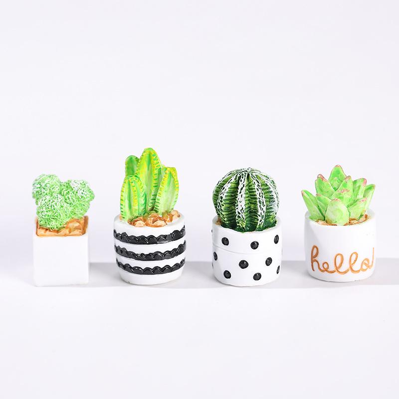 4-częściowy zestaw sukulentów  – Echeveria Succulent recenzja i cena
