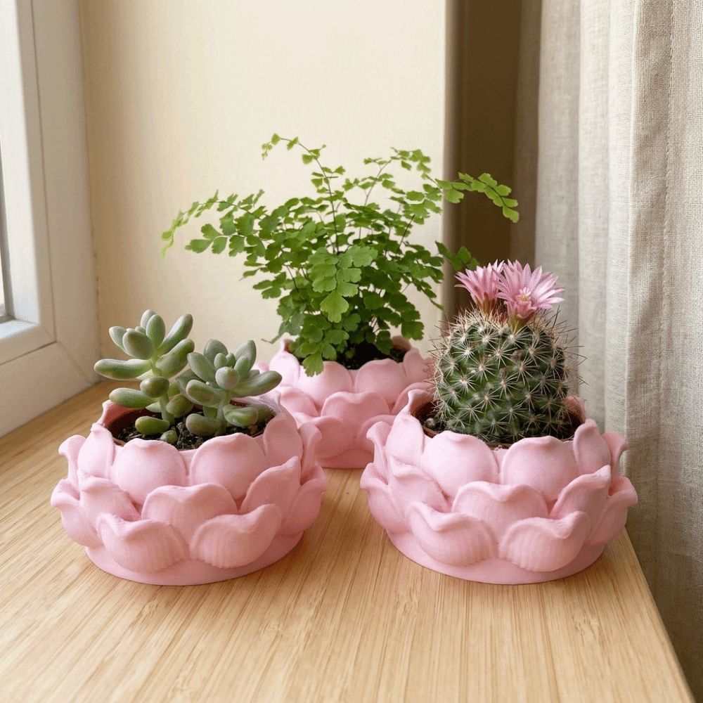 Doniczka na sukulenty w kształ – Echeveria Succulent recenzja i cena